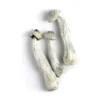 Albino Penis Envy Mushrooms