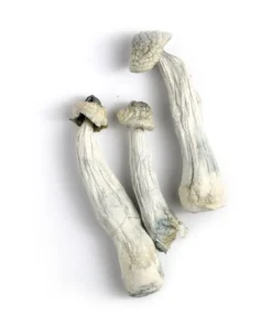 Albino Penis Envy Mushrooms