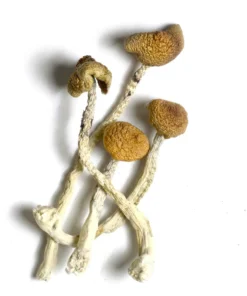 Aztec God Mushrooms