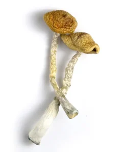 Golden Emperor Mushrooms