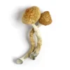 Buy Golden Teacher Mushrooms
