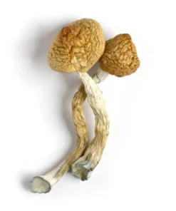 Buy Golden Teacher Mushrooms