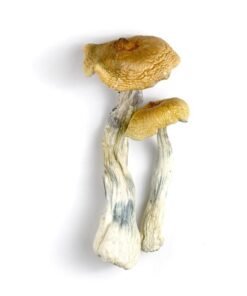 PES Hawaiian Mushrooms