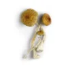 Huaulta Mushrooms