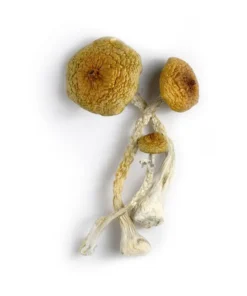 Huaulta Mushrooms