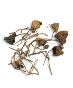 Liberty Cap Mushrooms