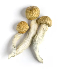 Penis Envy Mushrooms