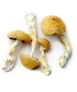 Transkei Mushrooms