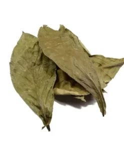 Psychotria viridis (chacruna) leaves
